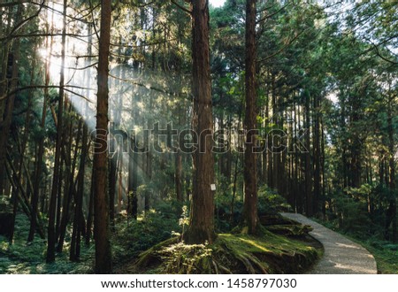 Japanese Cedar trees in the forest with through sunlight ray in Alishan National Forest Recreation Area in Chiayi County, Alishan Township, Taiwan.