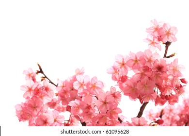 Japanese cherry blossom - Shutterstock ID 61095628