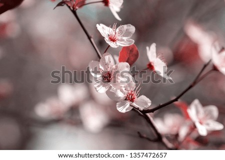 Similar – Spring blossom with blur