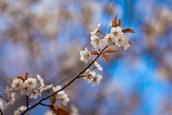 Japanese Cherry Blossom Flower Tree Spring