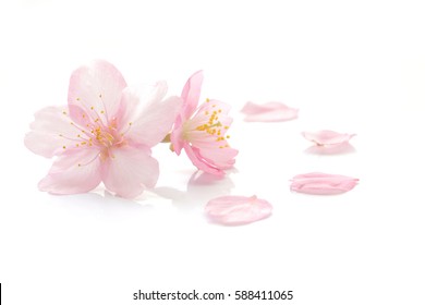 Japanese cherry blossom and petals #2 - Shutterstock ID 588411065