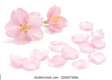 Japanese Cherry Blossom And Petals Isolated On White Background