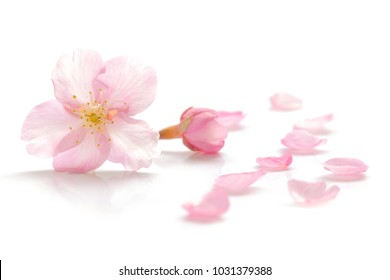 Japanese Cherry Blossom And Petals On White Background 