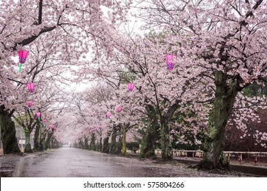 29,458 Cherry blossom street Images, Stock Photos & Vectors | Shutterstock