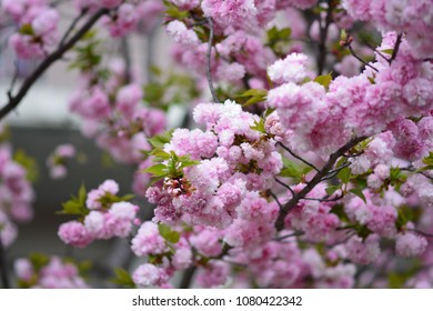 

Japanese cherry blossom season