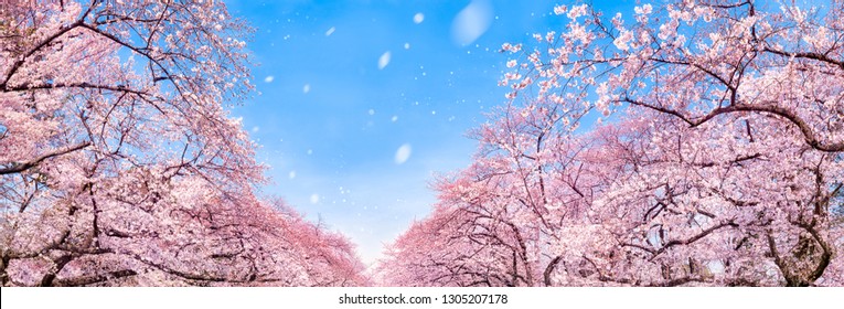 Japanese Cherry Blossom Tree Panorama In Spring As Background