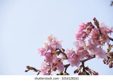 Japanese cherry blossoms - Shutterstock ID 1016128261