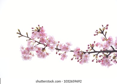 Japanese cherry blossoms - Shutterstock ID 1032659692