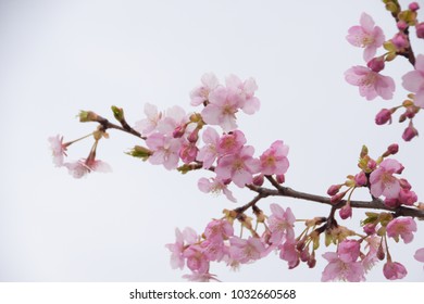 Japanese cherry blossoms - Shutterstock ID 1032660568