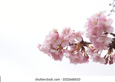 Japanese cherry blossoms - Shutterstock ID 1032660610