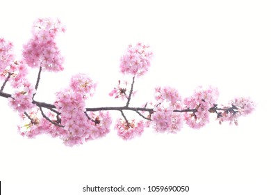 Japanese cherry blossoms - Shutterstock ID 1059690050