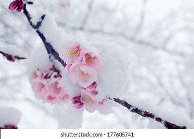 Cherry Blossom Snow Images Stock Photos Vectors Shutterstock