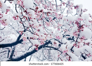 Cerisier Du Japon Neige Images Stock Photos Vectors Shutterstock