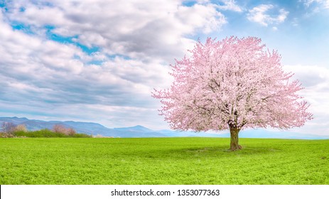 Japanese cherry sakura in bloom. Flowering tree of Japanese sakura in spring. One tree on green meadow. Single or isolated cherry tree on the horizon. Landscape, scenery or countryside in spring time.