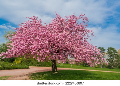 Japanese cherry sakura with pink flowers in spring time on green meadow. Blossoming cherry sakura tree on a green field - Shutterstock ID 2229456807