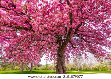 Japanese cherry sakura with pink flowers in spring time on green meadow. Blossoming cherry sakura tree on a green field