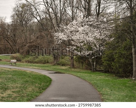A Japanese Cherry tree in Spring bloom                               