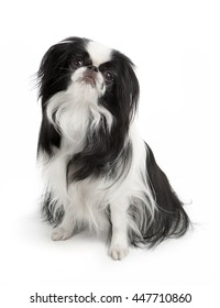 Japanese Chin