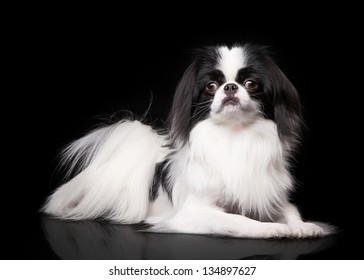 japanese-black-breed