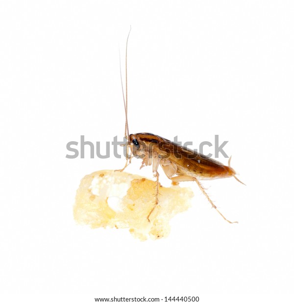 Japanese Cockroach Bread Isolated Stock Photo Edit Now