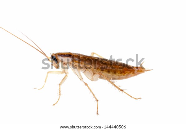 Japanese Cockroach Isolated Stock Photo Edit Now