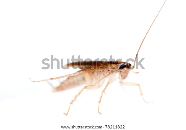 Japanese Cockroach Isolated Stock Photo Edit Now 7112