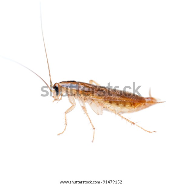 Japanese Cockroach Isolated Stock Photo Edit Now