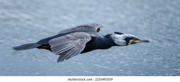 Japanese cormorant (Kawau) is flying close to water surface gallantly - Shutterstock ID 2255492559