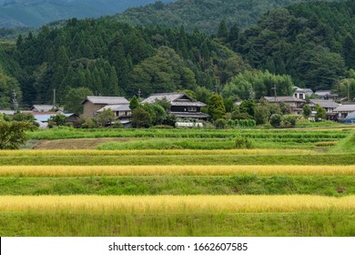 Japanese countryside landscape with green rice paddy and farm houses on the background. Japanese farmland rural landscape with rise field  - Shutterstock ID 1662607585