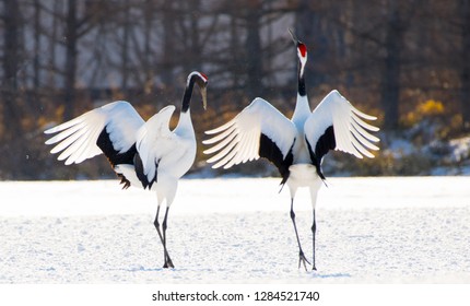 Japanese crane courtship dance