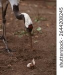 A Japanese crane eats a mouse for lunch at the zoo. Autumn day.