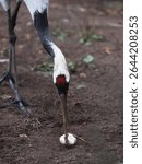 A Japanese crane eats a mouse for lunch at the zoo. Autumn day.