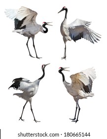 Japanese cranes courtship dance isolated on white background