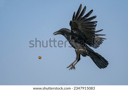 Japanese Crow dropping a walnut