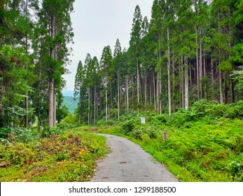 Japanese Cypress Forest