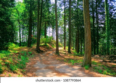 Japanese Cypress Forest, Saitama, Japan