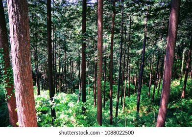 Japanese Cypress Forest, Saitama, Japan