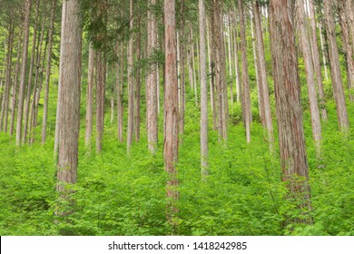 Japanese Forest High Res Stock Images Shutterstock