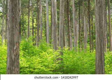 Japanese Cypress (hinoki) Forest, Kiso In Nagano Prefecture, Japan