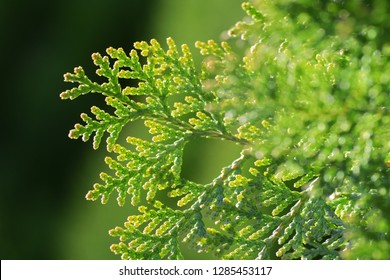 Japanese cypress (Hinoki leaf) - Shutterstock ID 1285453117