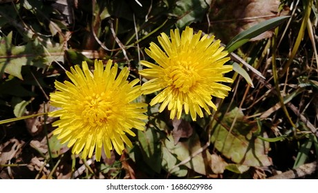 Japanese Dandelion Blooming In The Park
（
Japan
Kokura Minami Ward, Kitakyushu City, Fukuoka Prefecture）