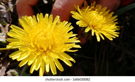 Japanese Dandelion Blooming In The Park
（
Japan
Kokura Minami Ward, Kitakyushu City, Fukuoka Prefecture）