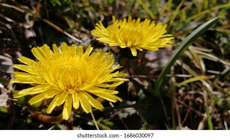 Japanese Dandelion Blooming In The Park
（
Japan
Kokura Minami Ward, Kitakyushu City, Fukuoka Prefecture）