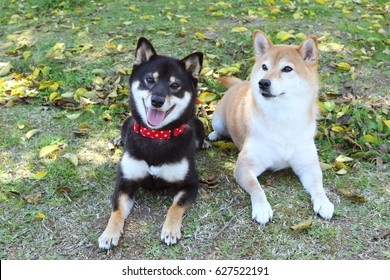 甲斐犬 の写真素材 画像 写真 Shutterstock