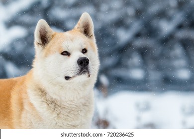 秋田犬 の画像 写真素材 ベクター画像 Shutterstock