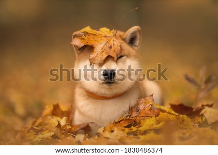 Japanese dog breed Shiba inu with an orange autumn foliage on its head. Soft background of an autumn Park (forest). 