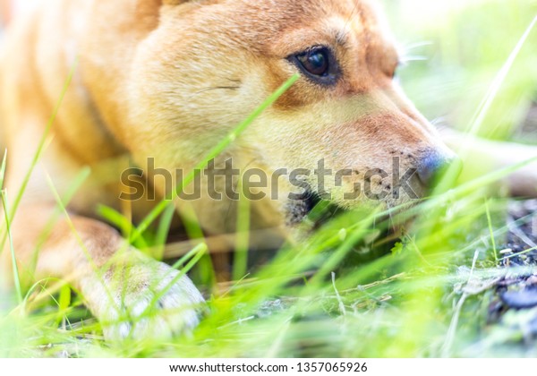 Japanese Dog Breed Shiba Inu Lies Stock Photo Edit Now