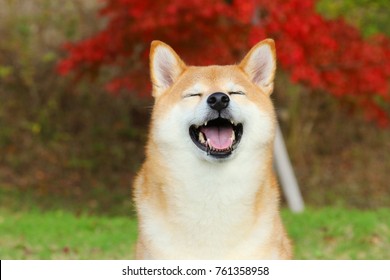 Japanese Dog Shiba Inu