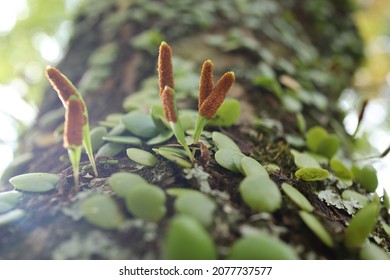 Japanese Drymoglossum Fern Fertile Leaves With Brown Spores Grains.