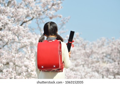 Japanese Elementary School Student(cherry,graduation,rear View)